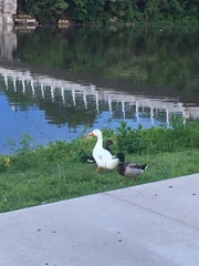 Anas platyrhynchos domesticus