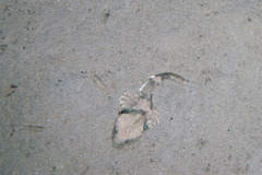 Myoxocephalus