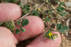 Medicago truncatula