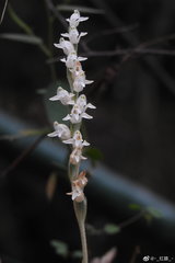 Goodyera schlechtendaliana