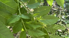 Picrasma quassioides