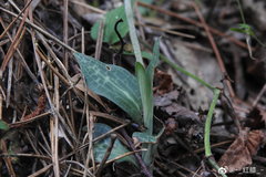 Goodyera schlechtendaliana