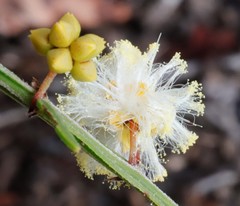 Acacia stenoptera