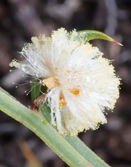 Acacia stenoptera