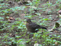 Turdus merula