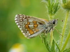 Pyrgus sidae