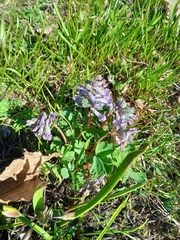 Corydalis solida