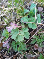 Corydalis solida