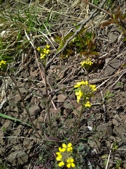Erysimum crepidifolium