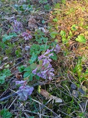 Corydalis solida