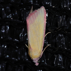 Phytometra formosalis