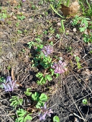 Corydalis solida