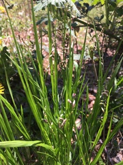 Melica nutans