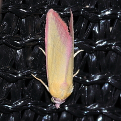 Phytometra formosalis