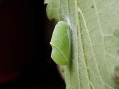 Libythea celtis
