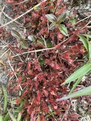 Drosera oblanceolata