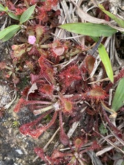 Drosera oblanceolata