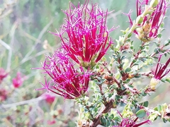 Melaleuca anisandra