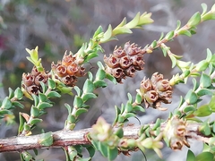 Melaleuca anisandra