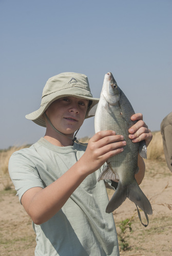 Chessa (Distichodus schenga) · iNaturalist