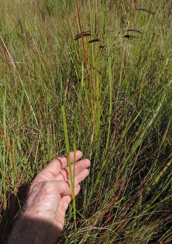 Scleria foliosa image