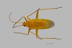 Eurycolpus aureolus