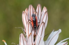 Dionconotus neglectus neglectus