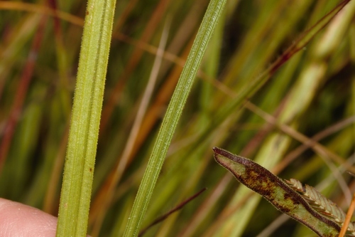 Scleria foliosa image