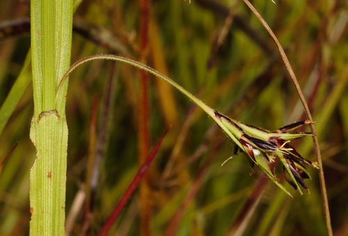 Scleria foliosa image