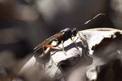 Diphyus quadripunctorius