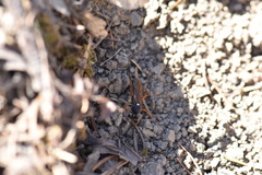 Diphyus quadripunctorius