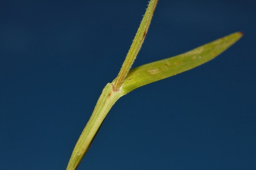 Scleria foliosa image