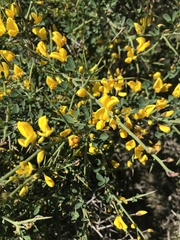 Calicotome spinosa
