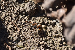 Diphyus quadripunctorius