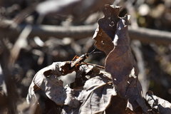 Diphyus quadripunctorius