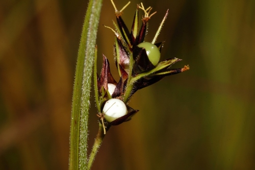 Scleria foliosa image