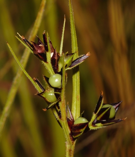 Scleria foliosa image