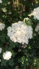 Viburnum lantana