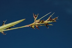 Scleria foliosa image