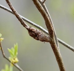 Neolasioptera linderae