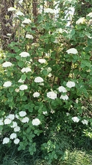 Viburnum lantana