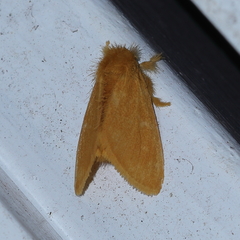 Euproctis lutea