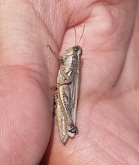 Dichroplus elongatus