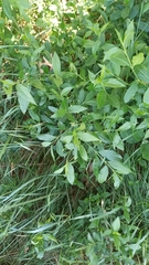 Euonymus europaeus