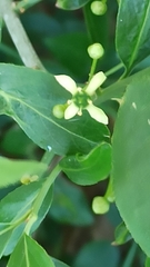 Euonymus europaeus