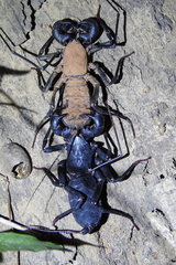 Typopeltis sinensis