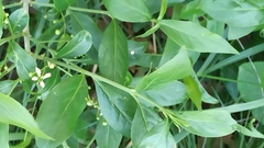 Euonymus europaeus