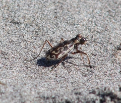 Cicindela trifasciata australis