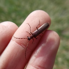 Calopus serraticornis