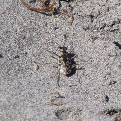 Cicindela trifasciata australis